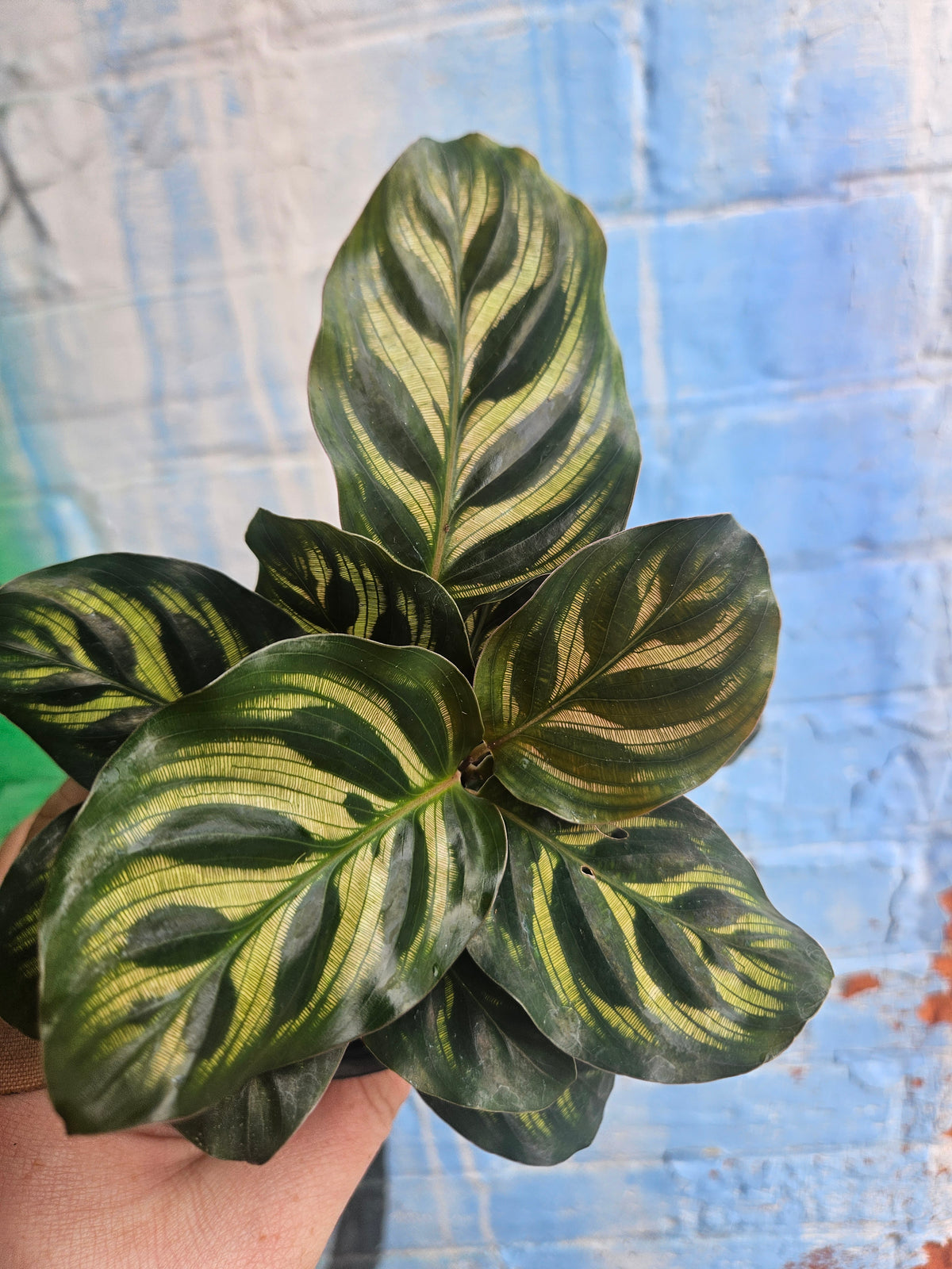 4" Calathea Makoyana