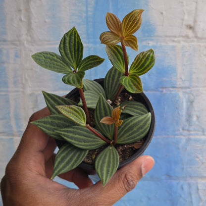 3.5" Peperomia Iron Cross