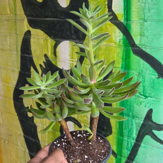 5" Echeveria Harmsii