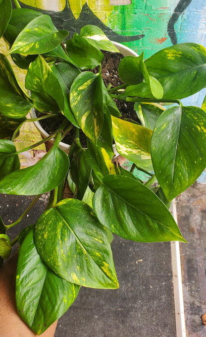 8" Hawaiian Pothos