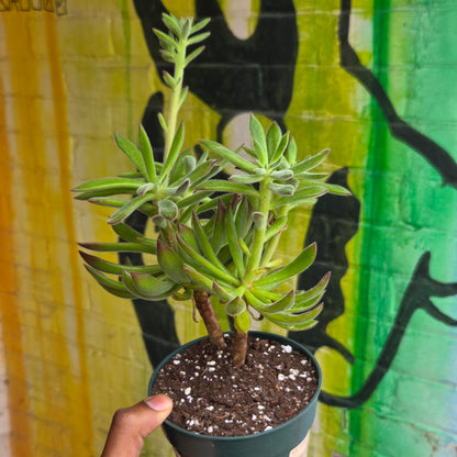 5" Echeveria Harmsii