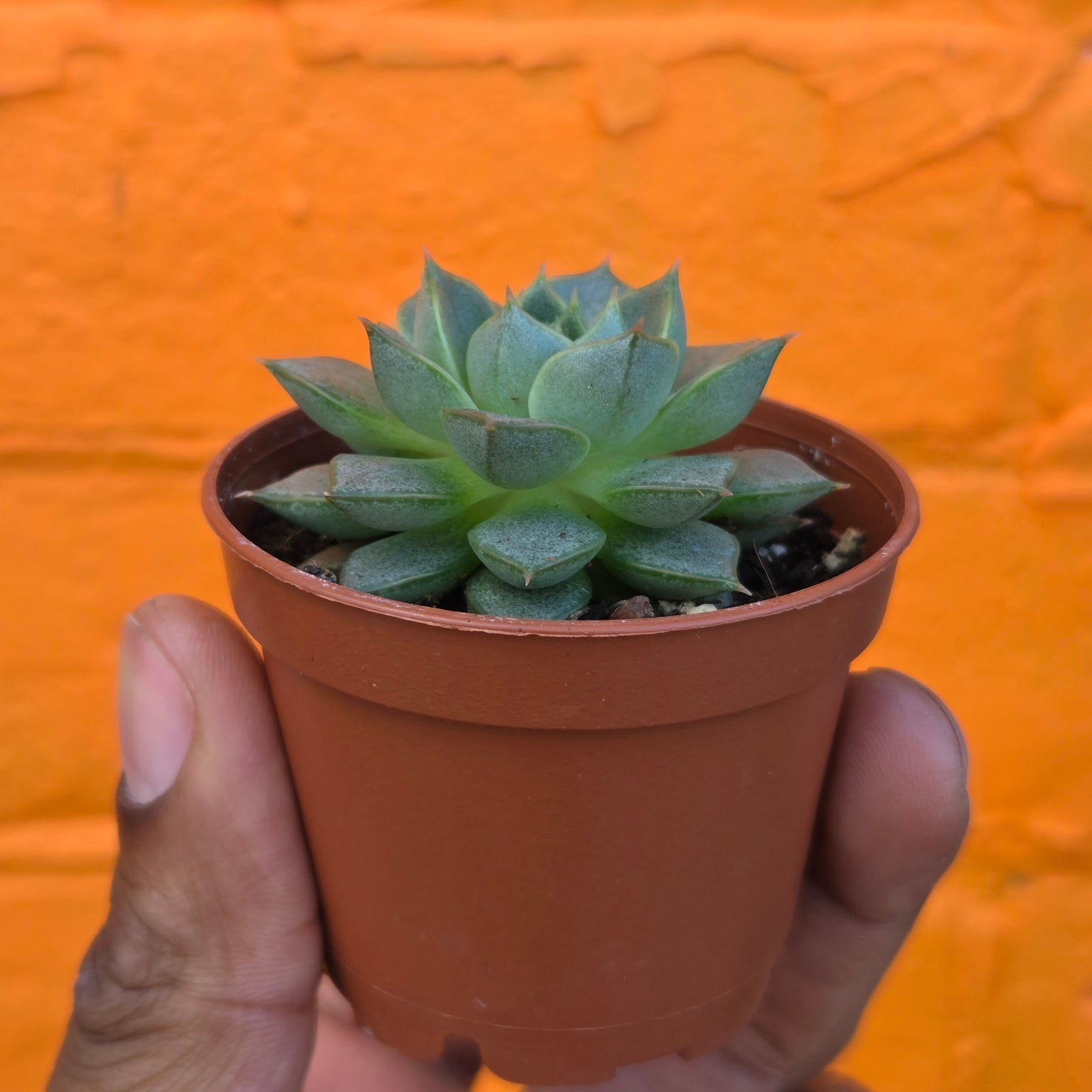 2.5" Echeveria Fabiola