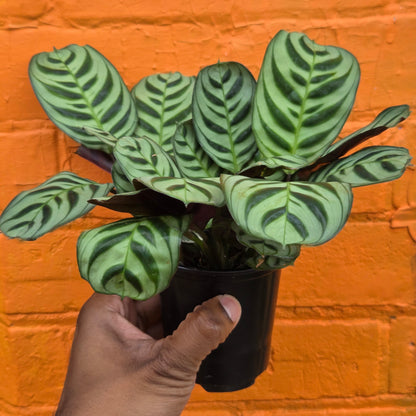 4" Ctenanthe burle-marxii