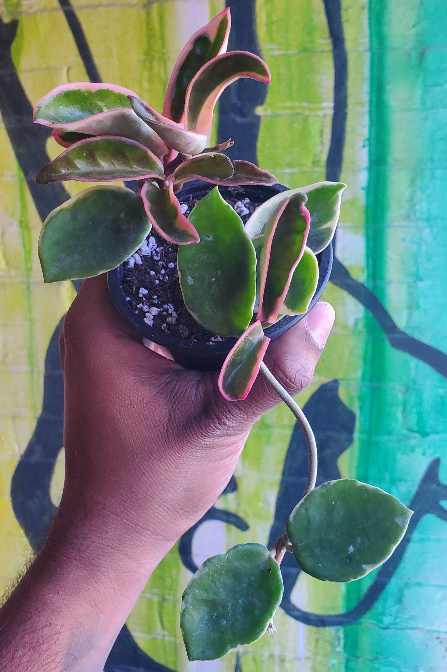 3.5" Hoya Carnosa Krimson Queen