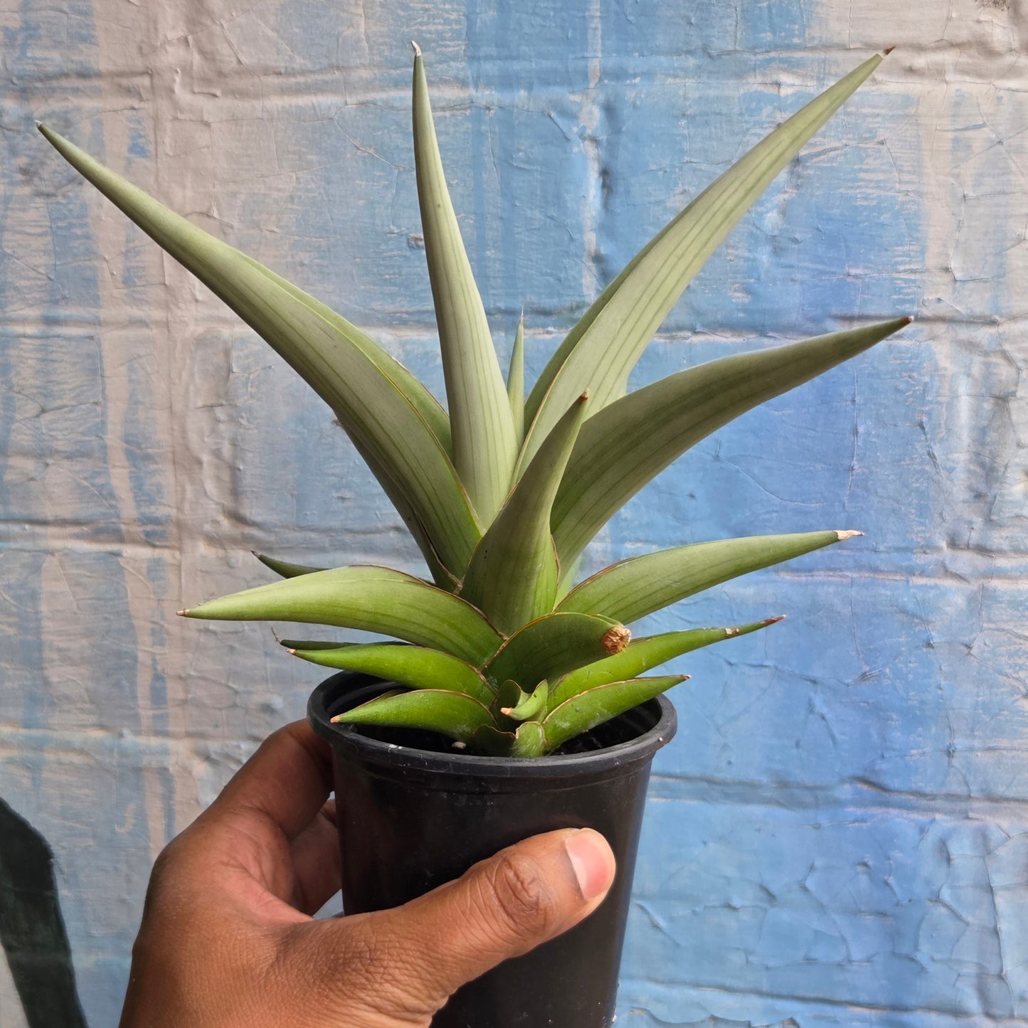 4" Sansevieria Chanin
