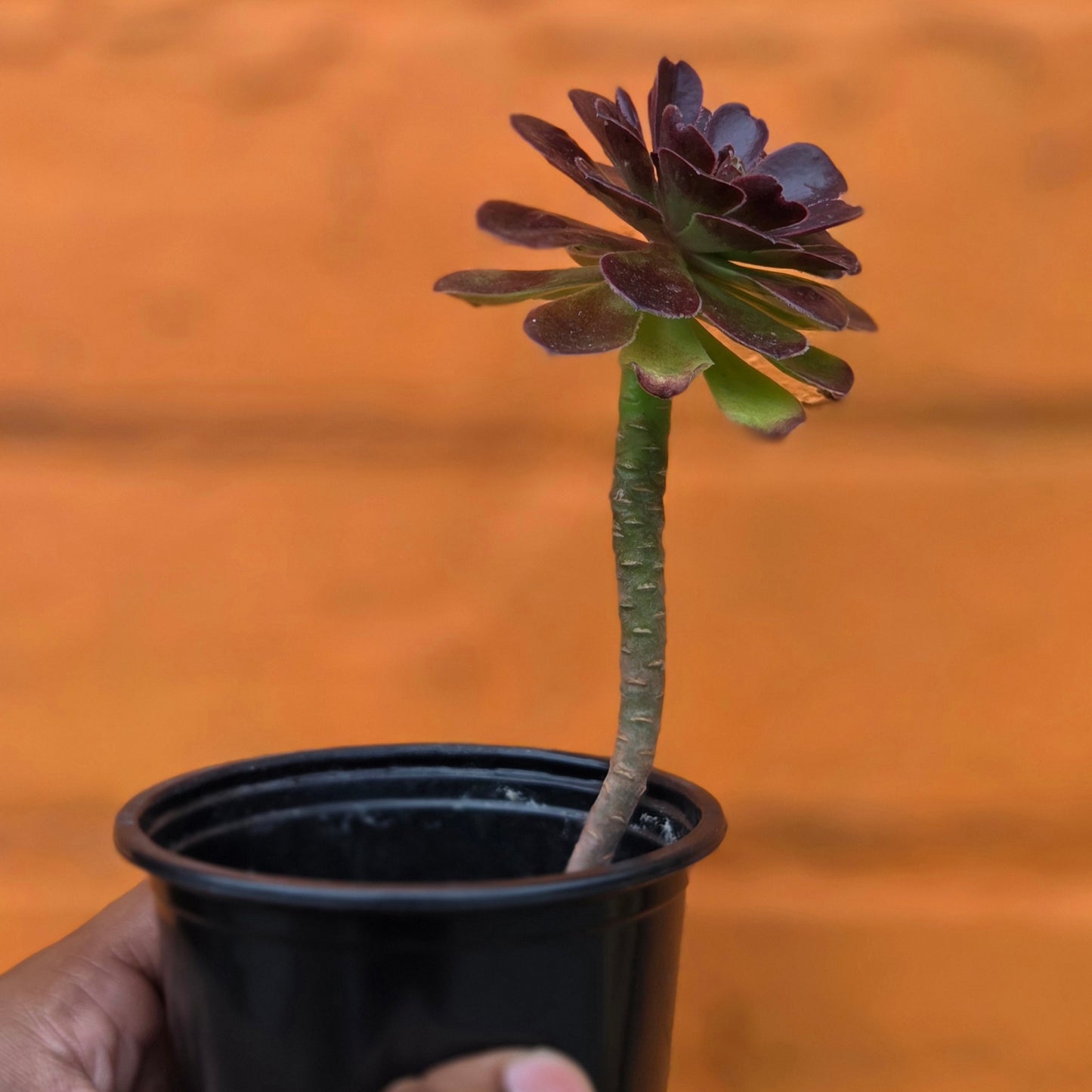 3.5” Aeonium Tabuliforme