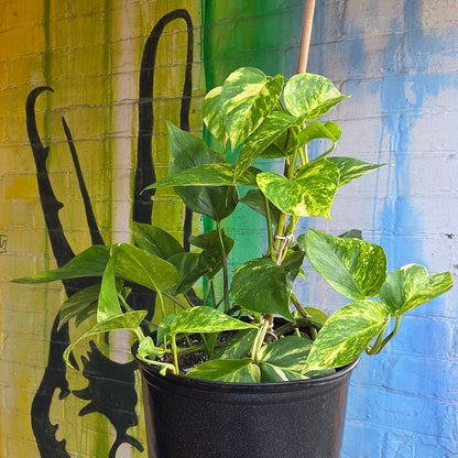 10" Pothos Golden Totem