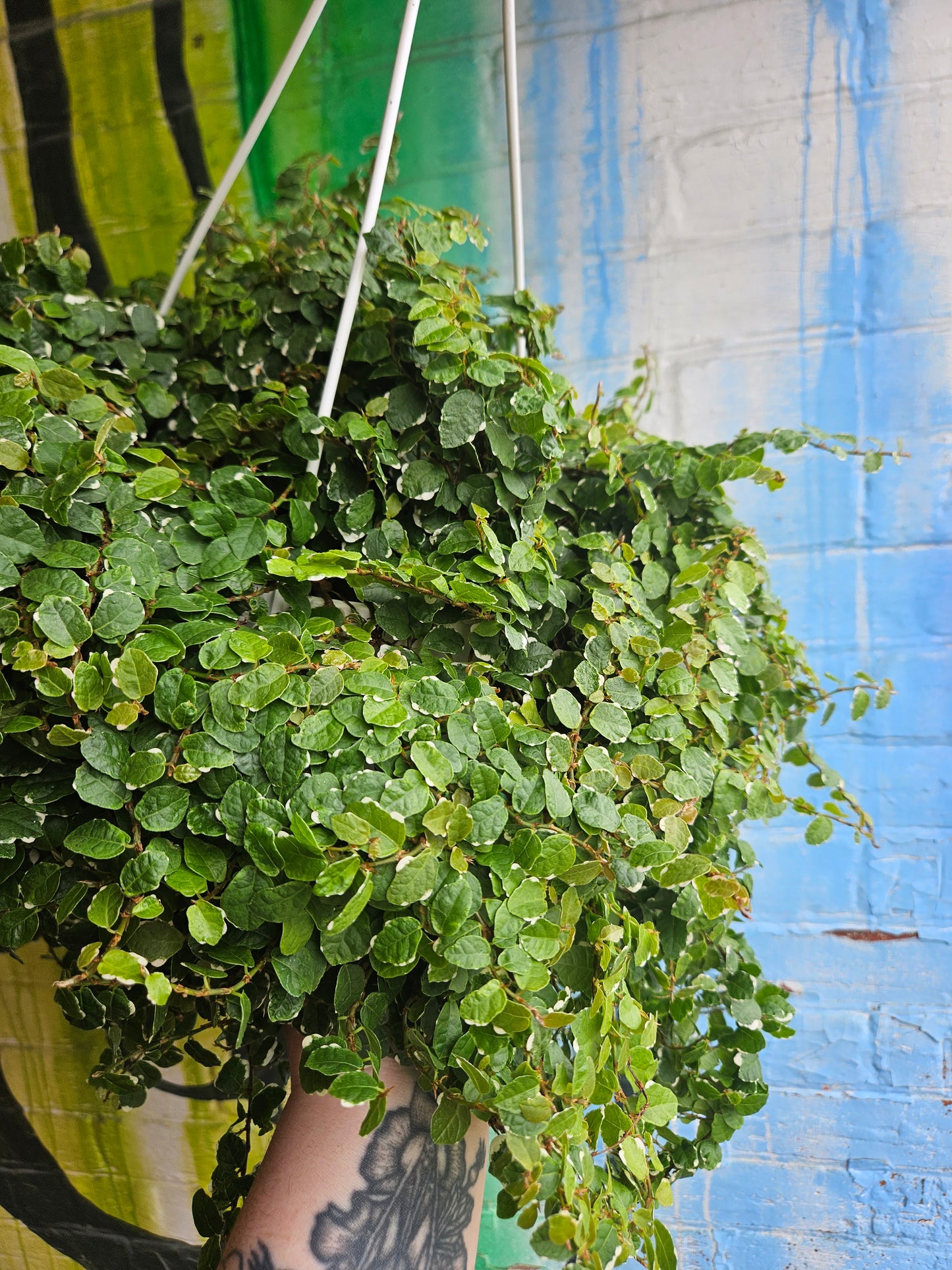 8" Ficus Repens Variegata Hanging Basket TAC