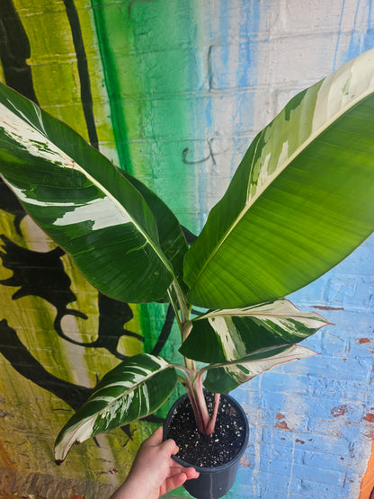 7" Variegated Banana Musa Florida