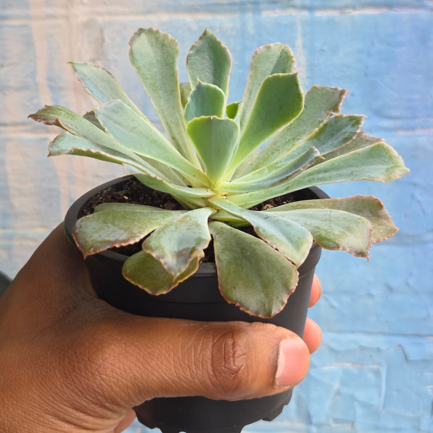 3.5" Echeveria Neon