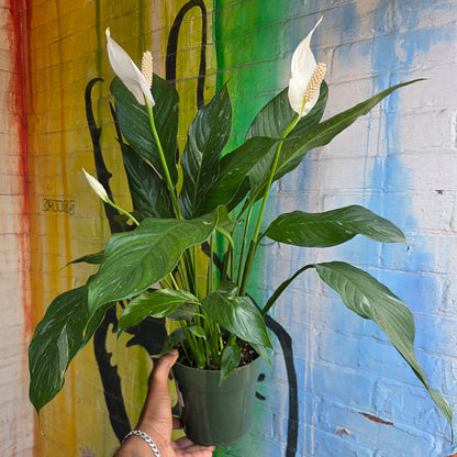 6" Spathiphyllum Domino