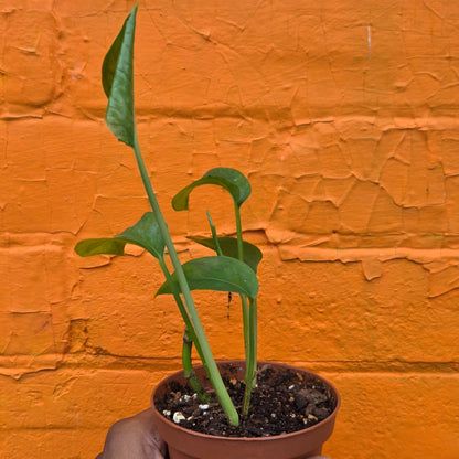 3.5" Epipremnum Pinnatum