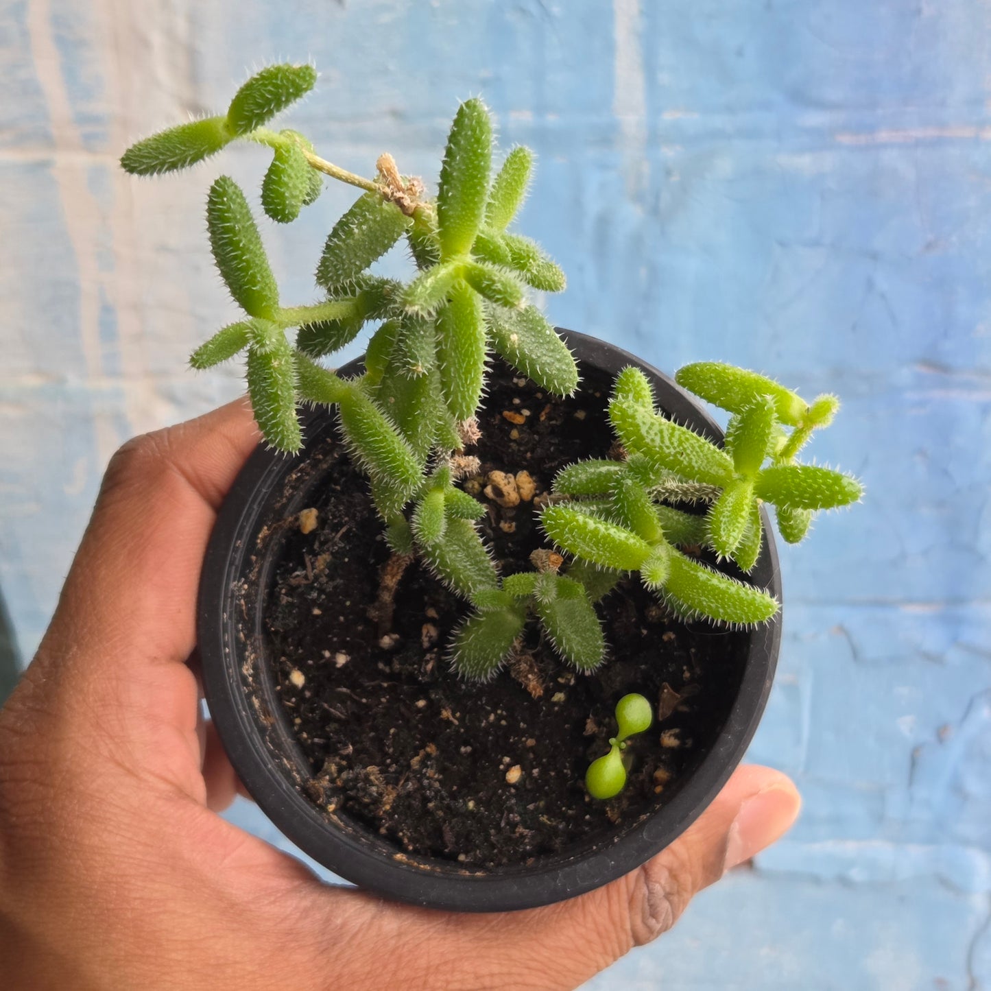 3.5" Delosperma Echinatum | Pickle Plant