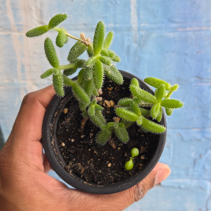 3.5" Delosperma Echinatum | Pickle Plant