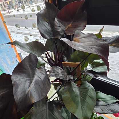 12” Philodendron New Red w/Trellis