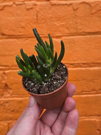 2.5" Crassula Ovata Hobbit