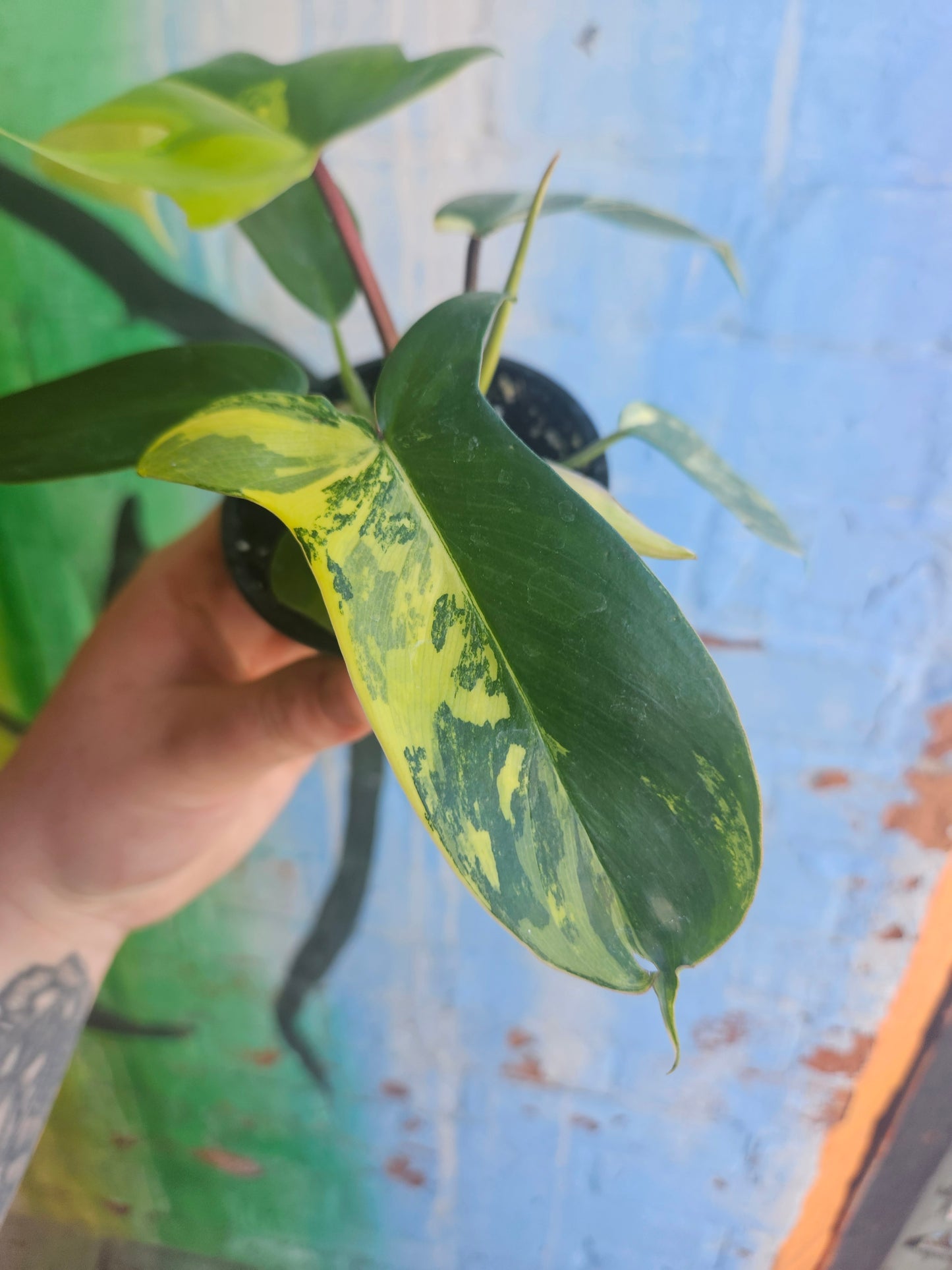 4” Philodendron Florida Beauty