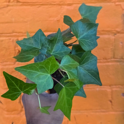 3.5” English Ivy Green