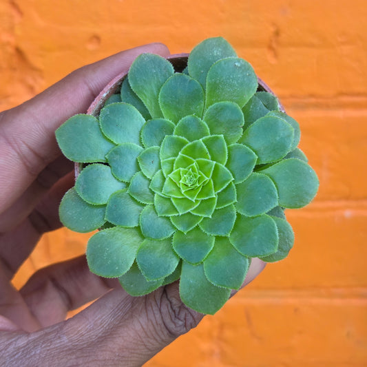 2.5" Aeonium tabuliforme