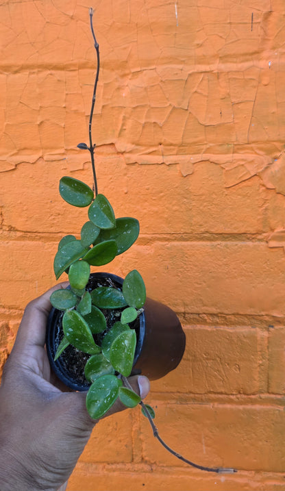 3.5" Hoya Mathilde