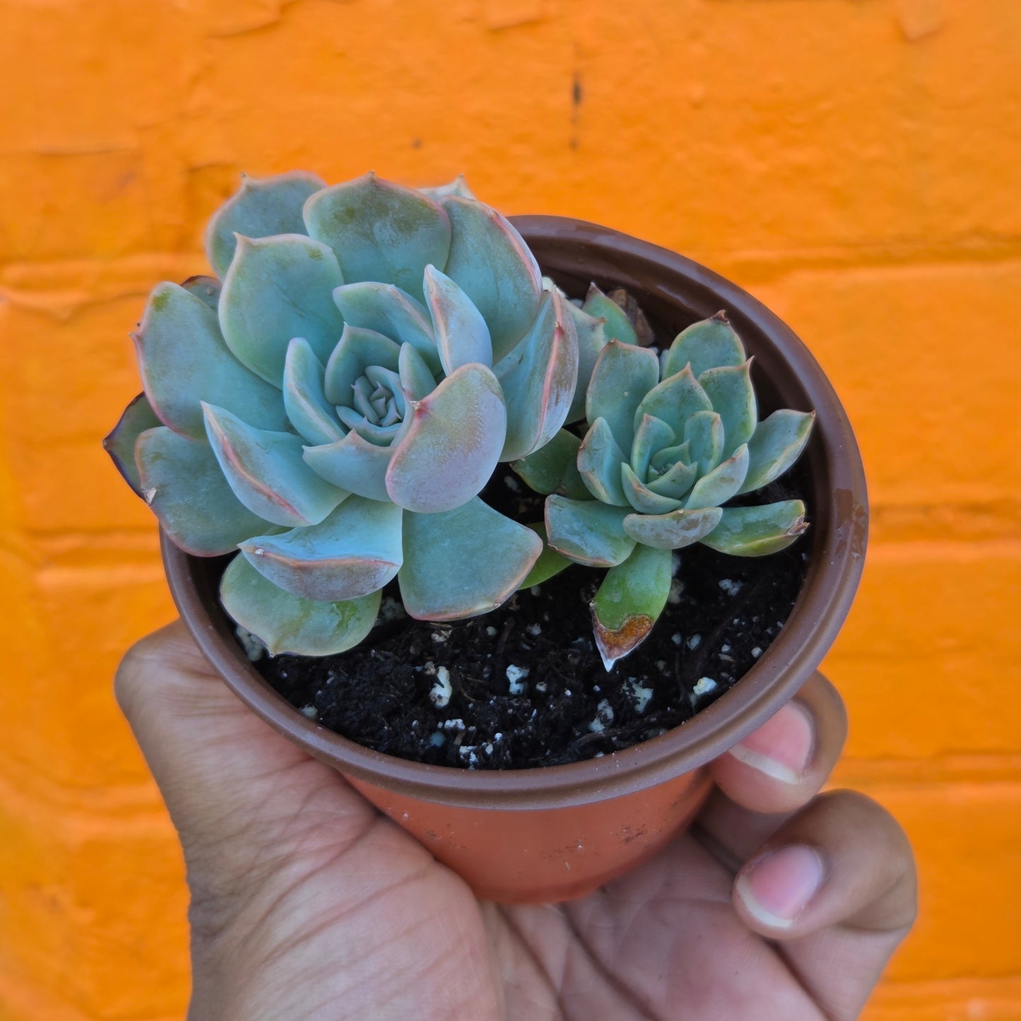 3.5” Echeveria Mensa