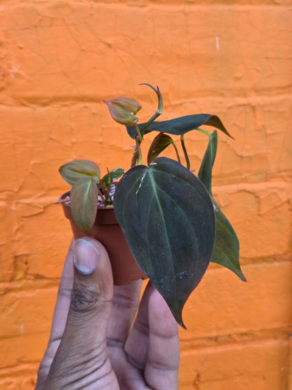 2.5" Philodendron Micans