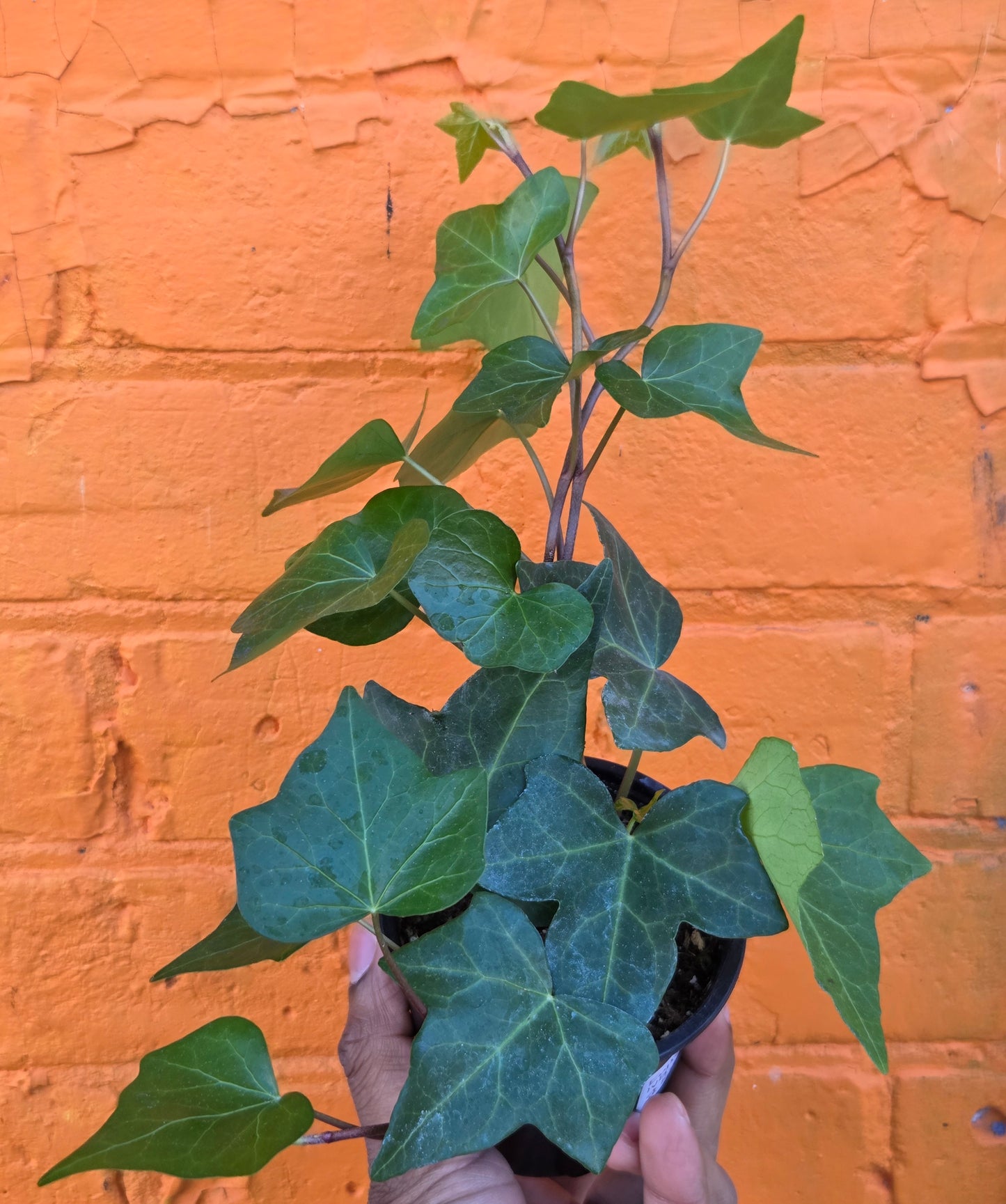 3.5” English Ivy Green