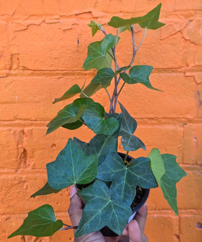 3.5” English Ivy Green