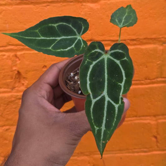 3.5" Anthurium Crystalinum Turtle