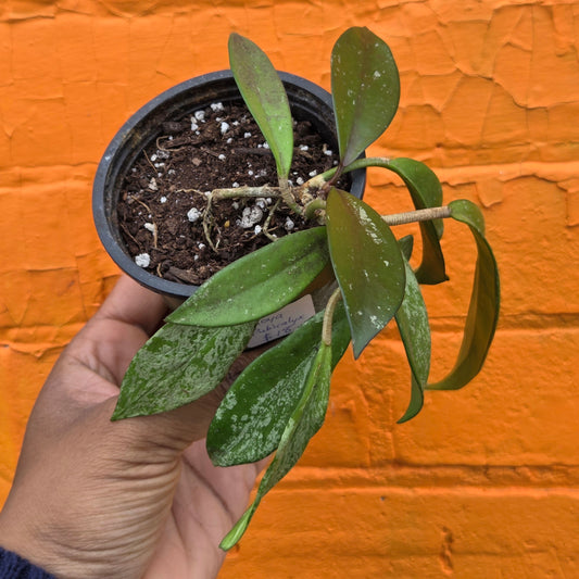 3.5" Hoya Pubicalyx