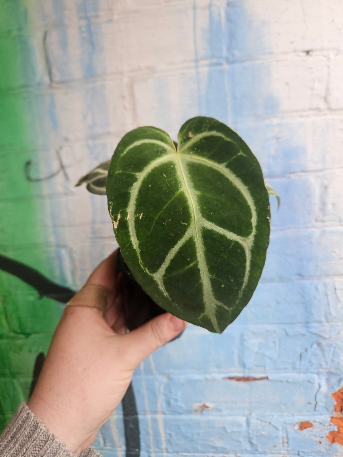 3.5" Anthurium Crystalinum Red