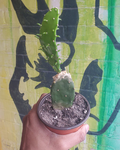 4" Opuntia jamaicensis