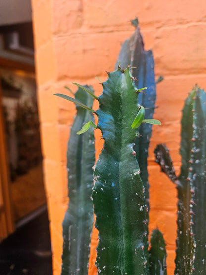8” Euphorbia trigona