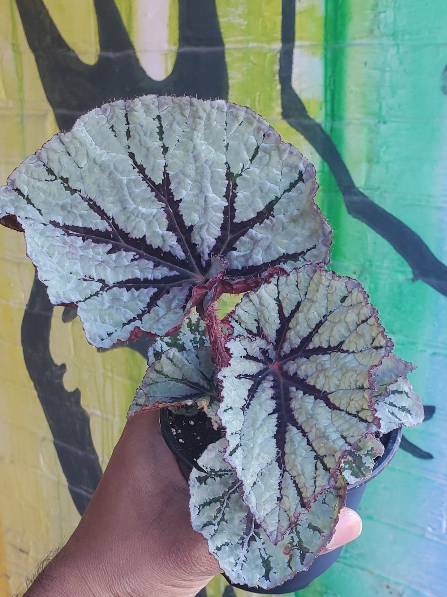 4" Begonia Rex Captain Sunda