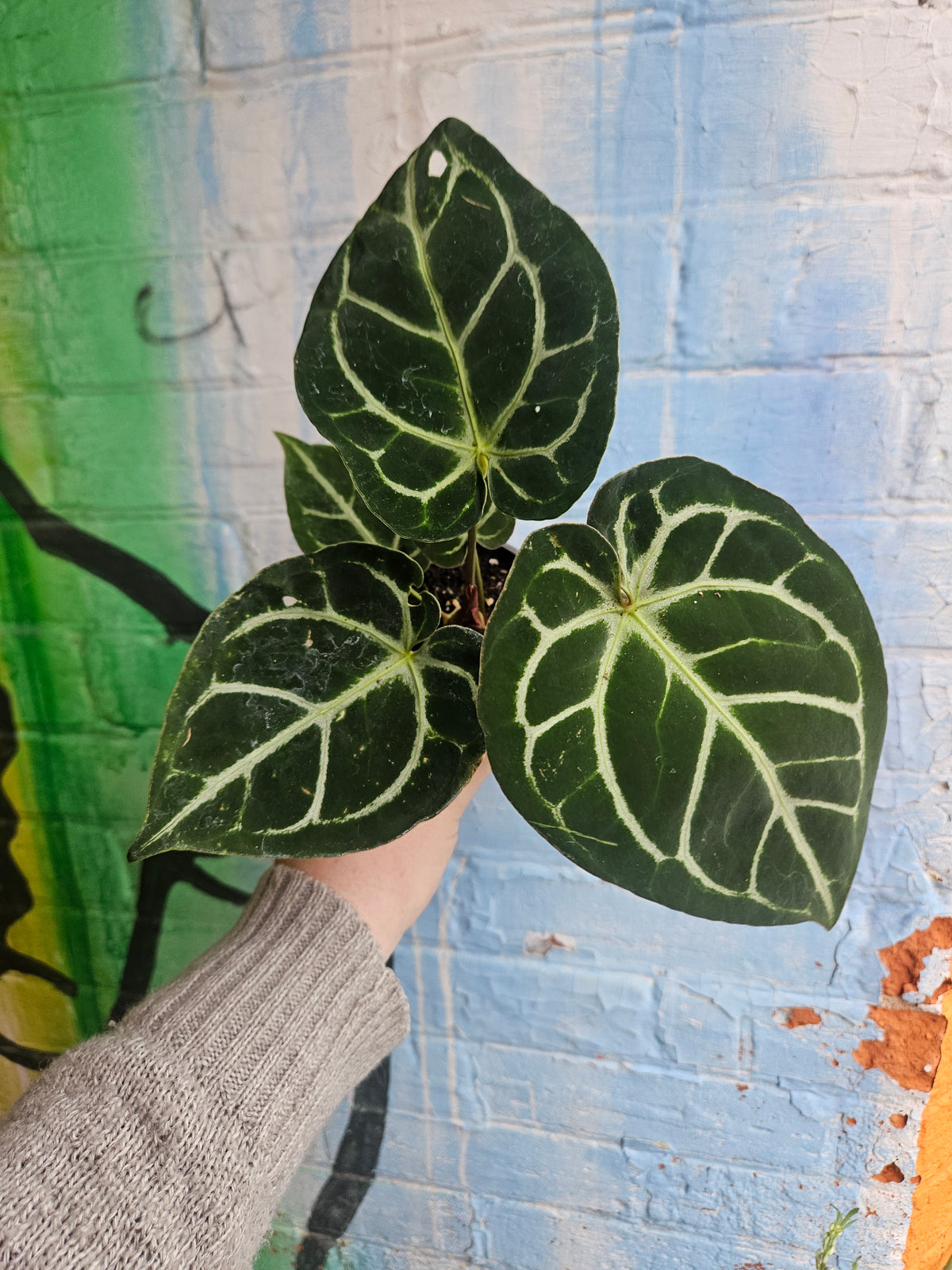 3.5" Anthurium Crystalinum