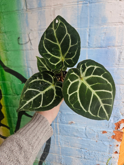 3.5" Anthurium Crystalinum