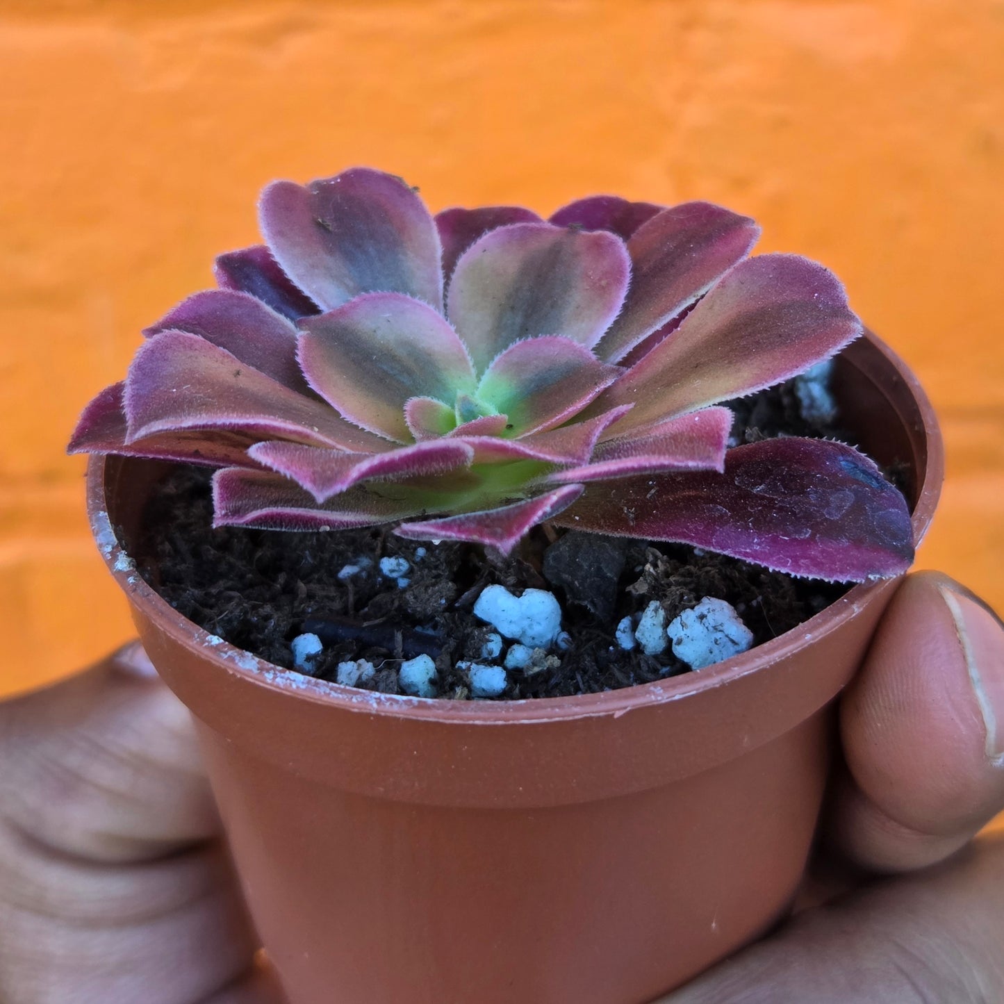 2.5" Aeonium Morning Glow