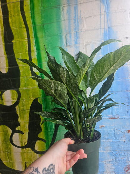 6" Spathiphyllum Diamond