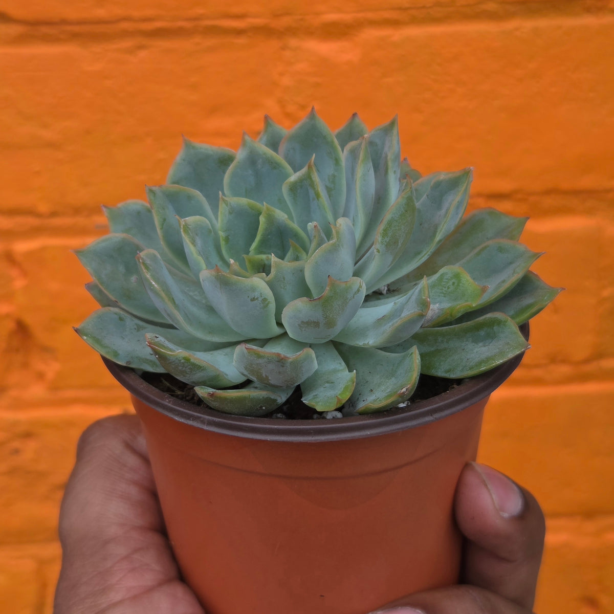 3.5" Echeveria Aurora