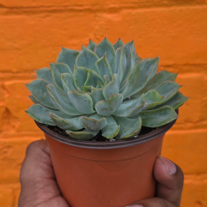 3.5" Echeveria Aurora