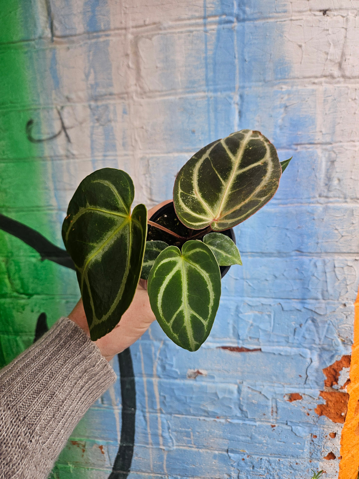 3.5" Anthurium Crystalinum Red