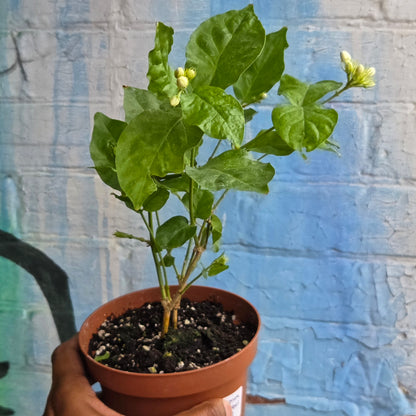 5'' Jasmine Sambac
