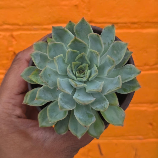 3.5" Echeveria Elegans