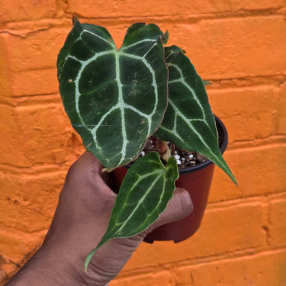 4.5" Anthurium Crystalinum Turtle