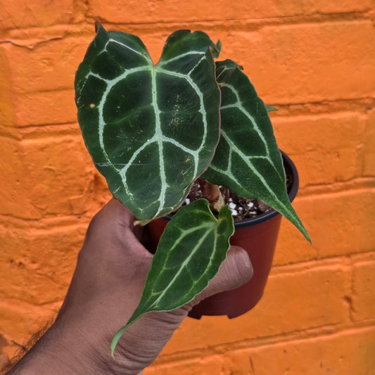 4.5" Anthurium Crystalinum Turtle