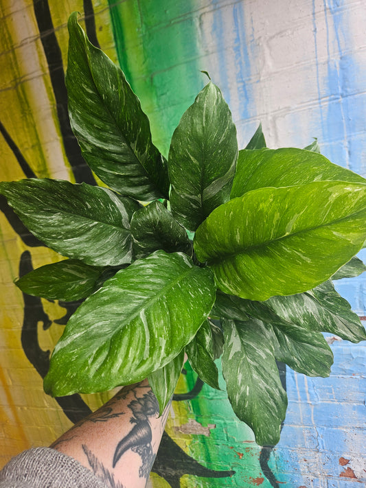 5" Spathiphyllum Domino