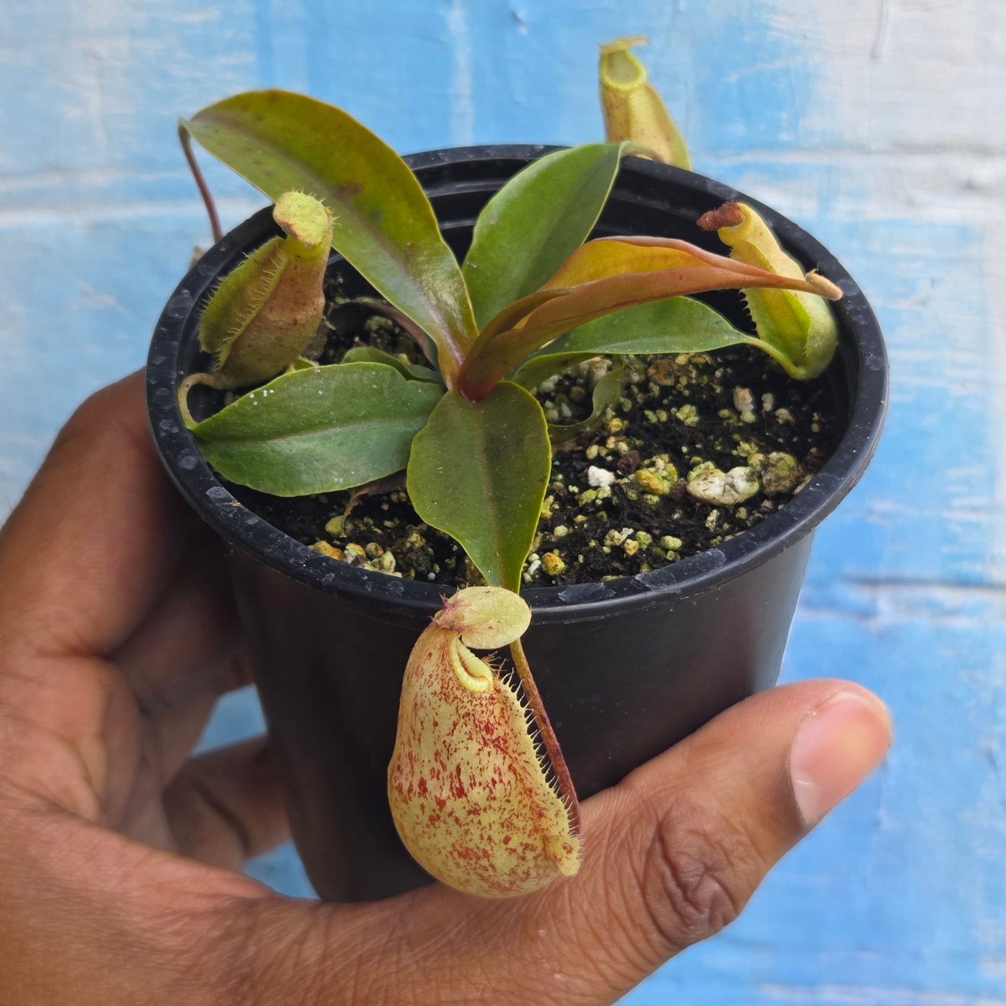 3.5" Nepenthes Mapuluensis | Pitcher Plant