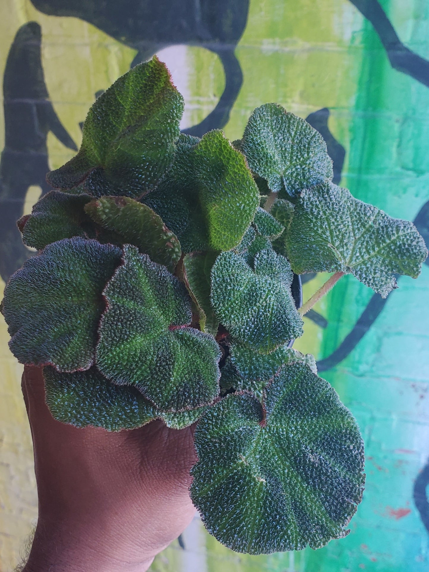 4" Begonia Rex Soli-mutata