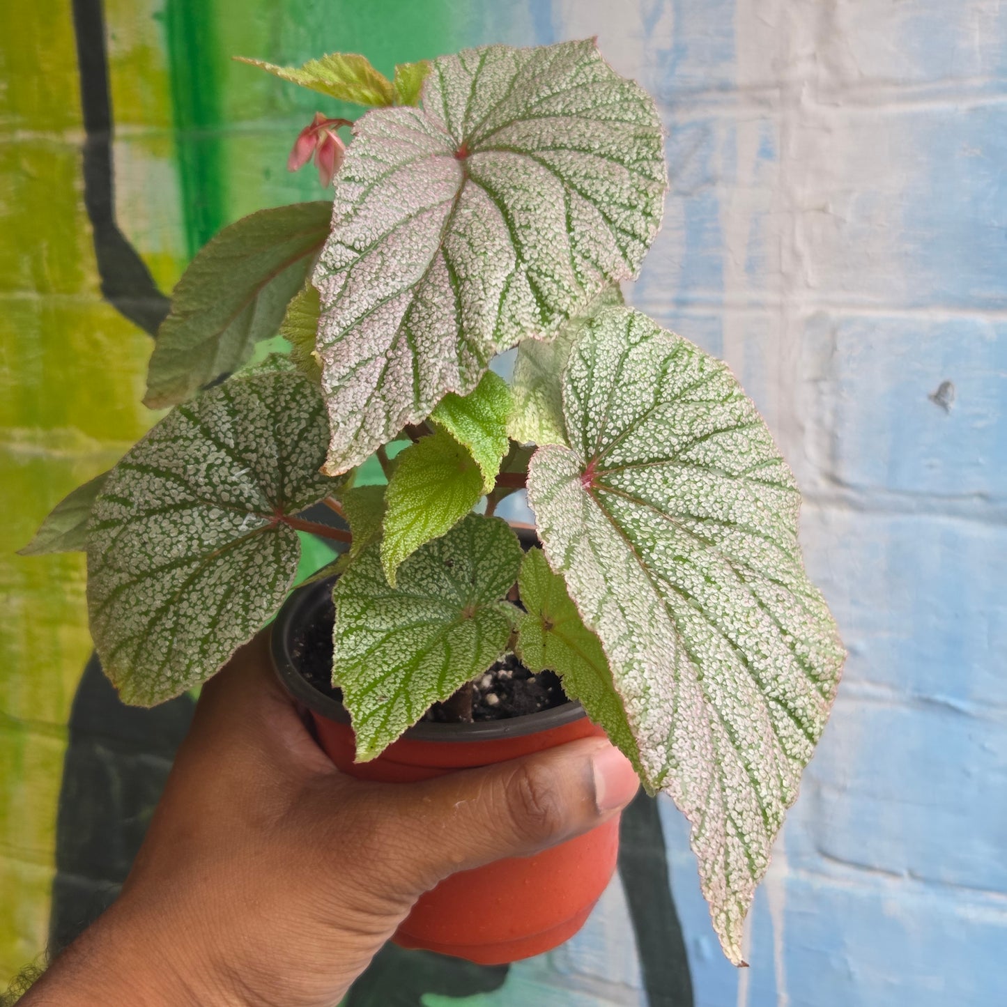 4.5" Begonia Sinbad