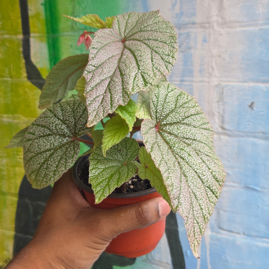 4.5" Begonia Sinbad